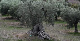 درختان زیتون یونان
