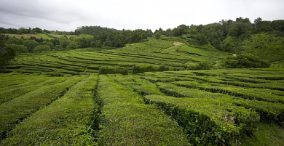 مزرعه چای در چین