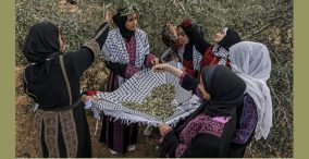 چینش زیتون در نوار غزه