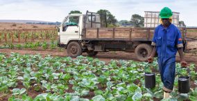 کشاورزی در آنگولا