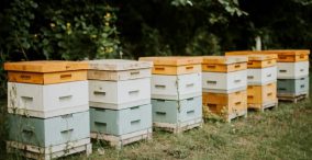 women farmr - beekeeping