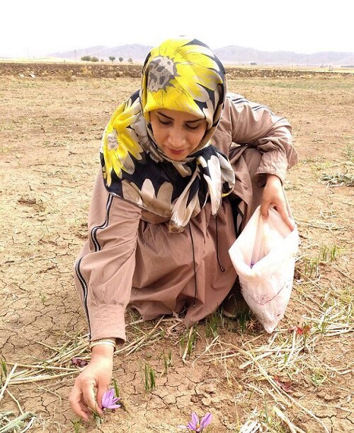saffron cultivate with a woman farmer of iran , medicinal herbs farmer