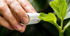 استفاده از بینی الکترونیک برای انتشار گاز گیاهان