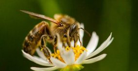 اهمیت زهر زنبورعسل