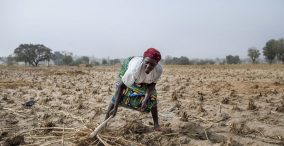 کشاورزی در نیجریه