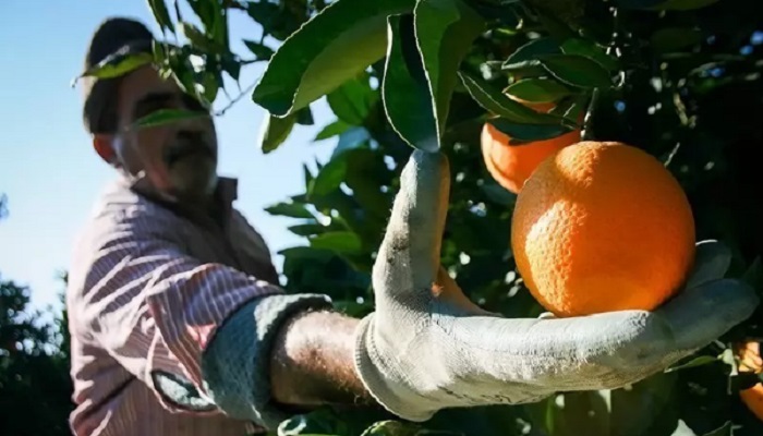 orange harvest in iran