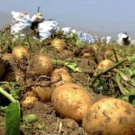 potato harvest in iran