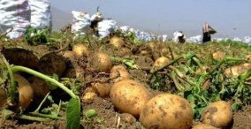 potato harvest in iran