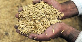استفاده از ضایعات برنج برای تولید سوخت زیستی