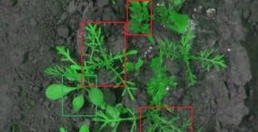 weed detection
