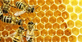 پرورش زنبورعسل - خبرهای کشاورزی شماره 104